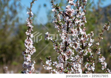 Shrub branch with white flowers. Shrub branch with white flowers. 105617805
