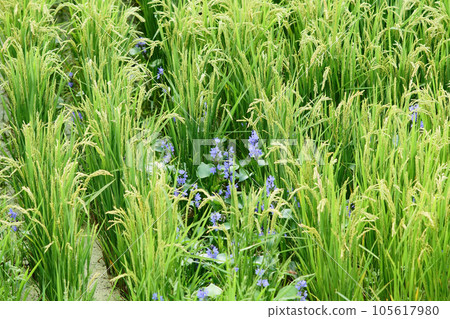 Ears of rice beginning to ripen and Mizuaoi blooming in paddy fields 105617980