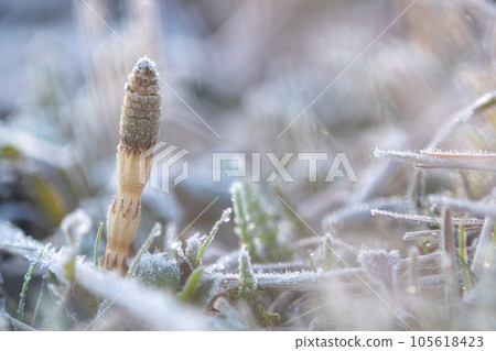 Frosted horsetail Frosted horsetail 105618423