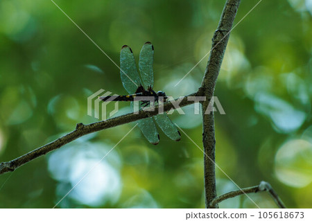 適合分支的蜻蜓 適合分支的蜻蜓 105618673