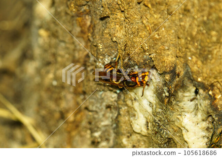 Insects gathered in sap 105618686