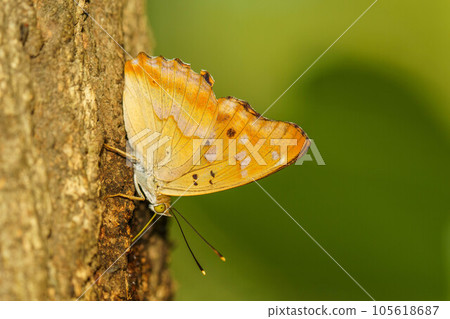 Insects gathered in sap 105618687