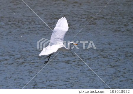Heron Heron 105618922