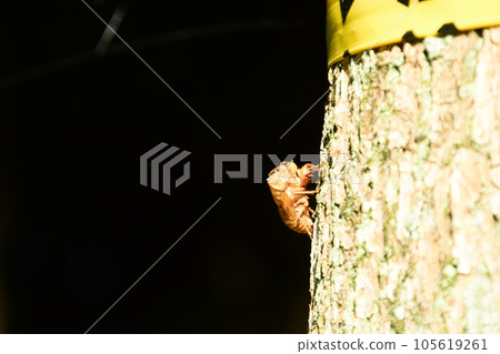 Yamadaike Park Yamadaike Park 105619261