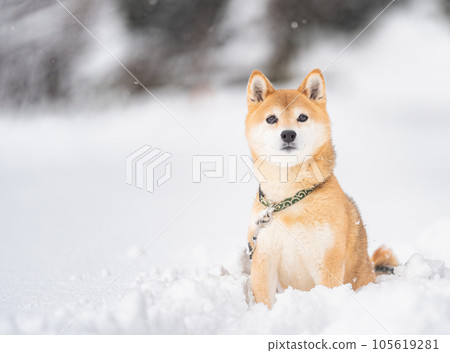 Shiba Inu standing in the snow Shiba Inu Akane Cute Shiba Inu Snow and Shiba Inu 105619281