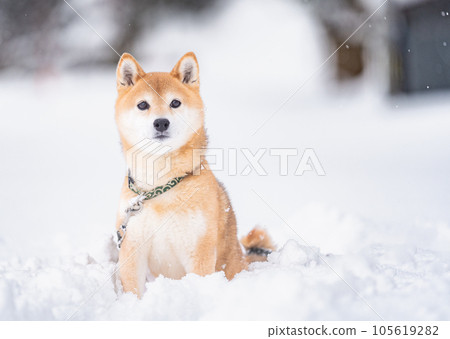 Shiba Inu standing in the snow Shiba Inu Akane Cute Shiba Inu Snow and Shiba Inu 105619282
