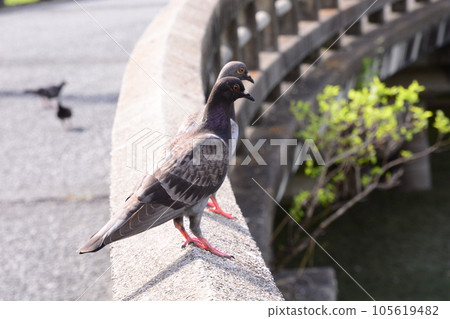 Yamadaike Park Yamadaike Park 105619482