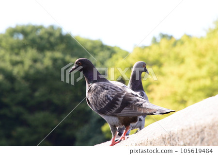 Yamadaike Park Yamadaike Park 105619484