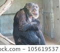 Thinking chimpanzee 105619537