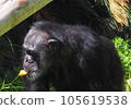 Thinking chimpanzee 105619538