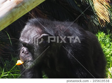 Thinking chimpanzee 105619538