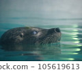 future seal 105619613