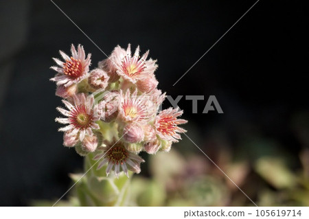 Yane Bandai flower 105619714