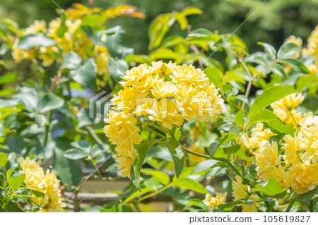 Rose [Variety: Yellow wood incense] 105619827