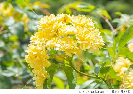 Rose [Variety: Yellow wood incense] 105619828