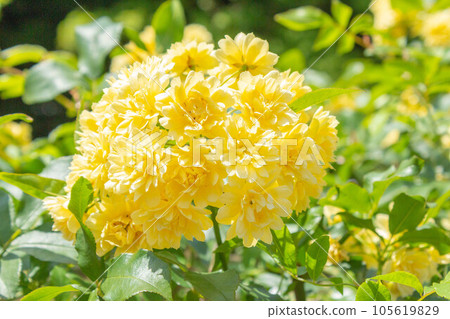 Rose [Variety: Yellow wood incense] 105619829