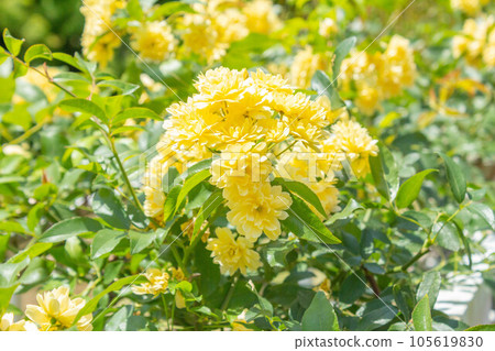 Rose [Variety: Yellow wood incense] 105619830