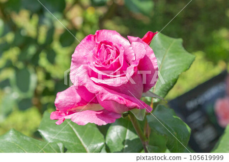 Rose [Variety: Moon Shadow] 105619999