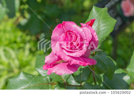 Rose [Variety: Moon Shadow] 105620002