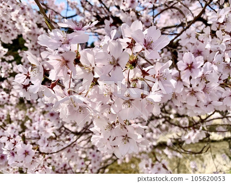 Little equinox cherry blossoms in full bloom (close-up) <Shimizu area (along the Nagura River) / Kitashitara District, Aichi Prefecture> Little equinox cherry blossoms in full bloom (close-up) <Shimizu area (along the Nagura River) / Kitashitara District, Aichi Prefecture> 105620053