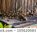 Japanese bee hive Beekeeping 105620083