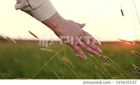 Woman hand touches wild grass fluffy ears in dusk country meadow woman hand strokes plants ears on high stem in summer meadow at sunset woman hand touches wild plants walking in field closeup 105620197