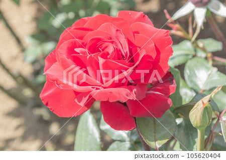 Rose [Variety: Ingrid Bergman] 105620404