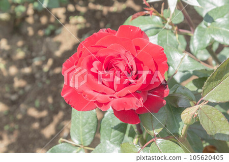 玫瑰【品種:英格麗·褒曼】 玫瑰【品種:英格麗·褒曼】 105620405