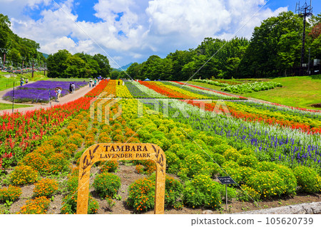 彩之丘2 105620739