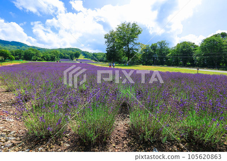 Midsummer Lavender Park 1 105620863