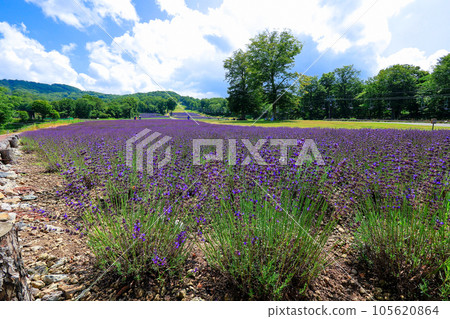 Midsummer Lavender Park 2 105620864