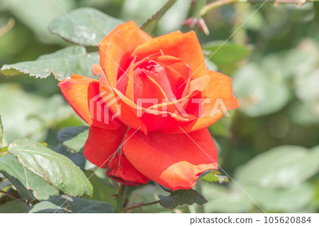 Rose [Variety: Vermillion] 105620884