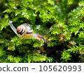 baby snail on moss 105620993