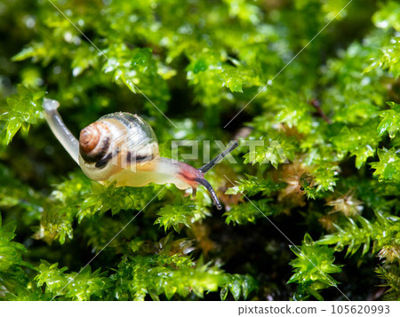 苔蘚上的小蝸牛 105620993