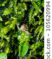 Snail baby vertical photo on moss 105620994
