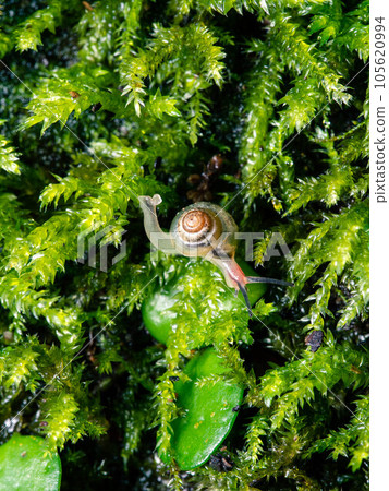 Snail baby vertical photo on moss Snail baby vertical photo on moss 105620994