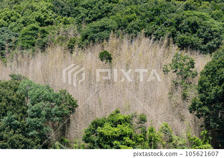 Standing dead bamboo grove Standing dead bamboo grove 105621607