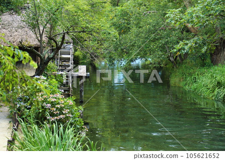 Daio Wasabi Farm / Japan's Largest Wasabi Garden, Top 100 Famous Waters [Hotaka, Azumino City, Nagano Prefecture] 105621652