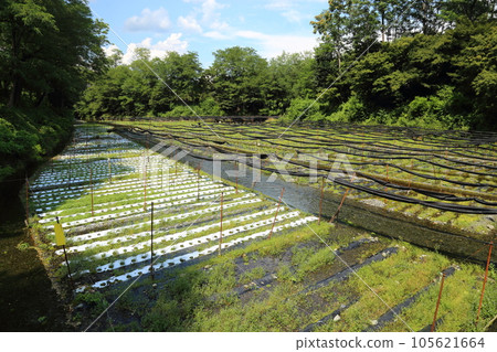 Daio Wasabi Farm / Japan's Largest Wasabi Garden, Top 100 Famous Waters [Hotaka, Azumino City, Nagano Prefecture] 105621664