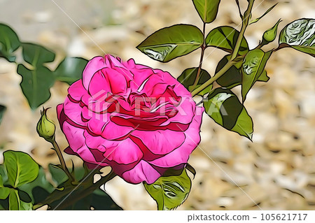 Pastel tone ``Beautiful rose in full bloom'' Illustration image Pastel tone ``Beautiful rose in full bloom'' Illustration image 105621717