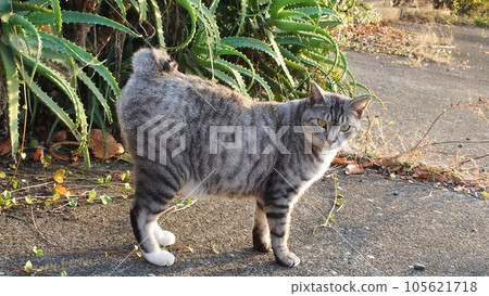 Sabatra cat looking at you Sabatra cat looking at you 105621718