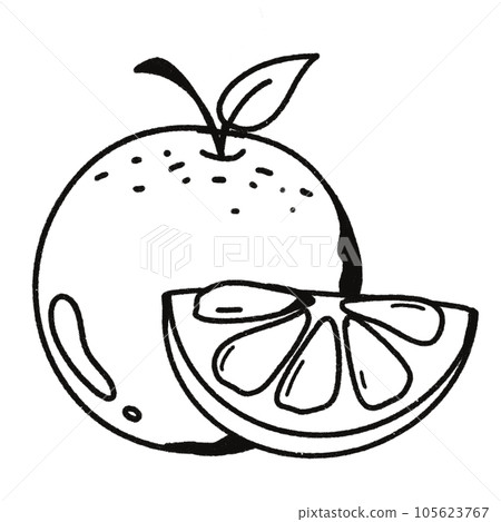 Leaf black and white stripes lined design design vegetable fruit sea child learning teaching drawing book book coloring book development picture without color Flower clump of grass Leaf black and white stripes lined design design vegetable fruit sea child learning teaching drawing book book coloring book development picture without color Flower clump of grass 105623767