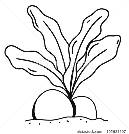 Leaf  black and white  stripes lined design  design  vegetable fruit  sea  child  learning teaching  drawing book  book coloring book  development picture without color  Flower clump of grass   105623807