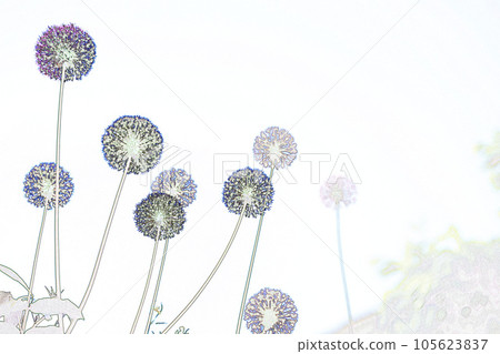 粉彩“Allium gigantium”插圖圖像 粉彩“Allium gigantium”插圖圖像 105623837