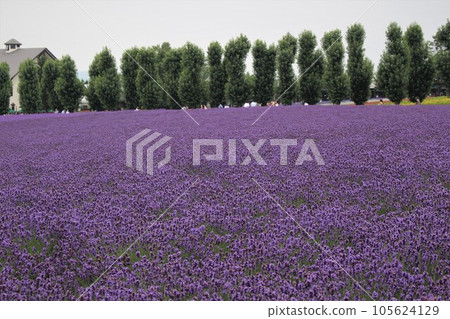 薰衣草田 紫花田農場 北海道富田富良野 薰衣草田 紫花田農場 北海道富田富良野 105624129