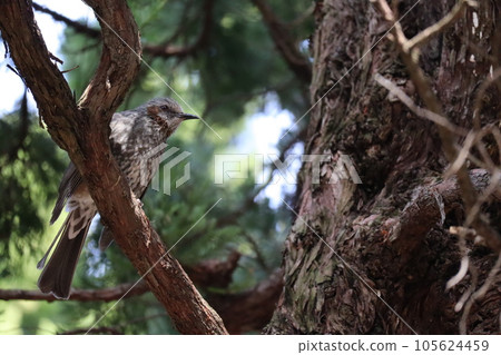 Bulbul perching on a tree Bulbul perching on a tree 105624459