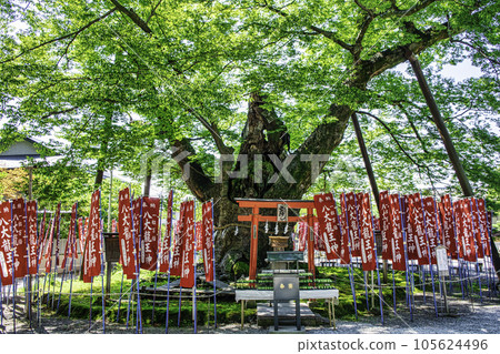 埼玉縣秩父今宮神社 埼玉縣秩父今宮神社 105624496