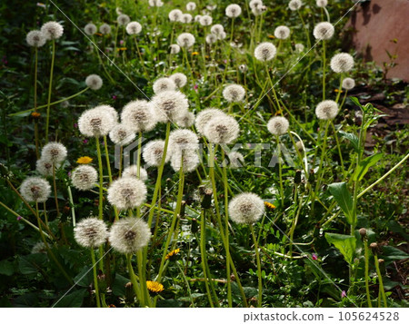 Clumps of dandelion fluff found in a vacant lot in a residential area of Kawaguchi City, Saitama Prefecture Clumps of dandelion fluff found in a vacant lot in a residential area of Kawaguchi City, Saitama Prefecture 105624528