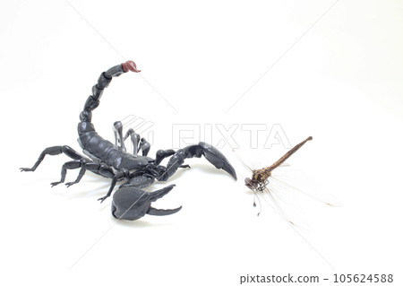 the scorpion catch the dragonfly at outdoor 105624588