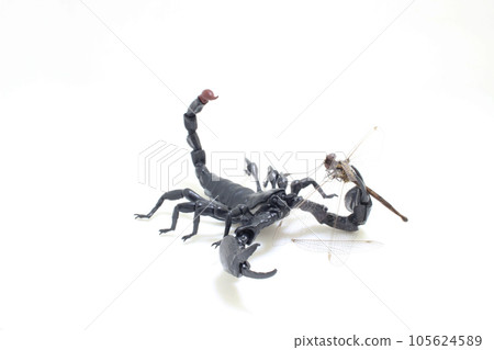 the scorpion catch the dragonfly at outdoor 105624589